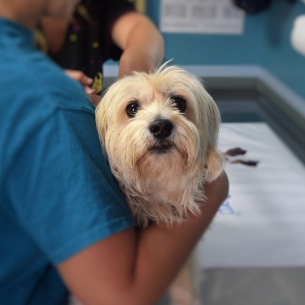 Animal/Veterinary Science